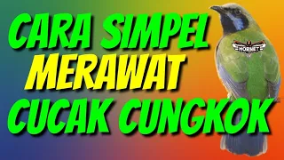 Download RAWATAN MINIMALIS CUCAK CUNGKOK BIAR CEPAT GACOR MP3