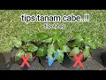 Lagu cara mudah menanam cabe di polybag agar cepat gede.#cabe #cabai #caberawit