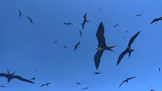 19-06_Surrounded by Millions of Birds (sailing ZERO)