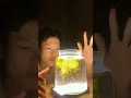 Download Lagu Magic Trend turmeric trend kunyit dan air yang lagi viral #shorts #viralvideo #trending