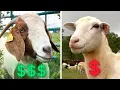 Download Lagu Sheep VS Goats: Which Is More Profitable?