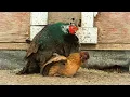 Download Lagu Pheasant breeding chickens
