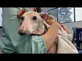 Donations for Devo Dubuque Humane Society asks for help to fund dogs dental surgery skin treat
