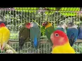 Download Lagu Suara Lovebird Agapornis Fischer