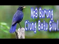 Suara burung ciung batu siul