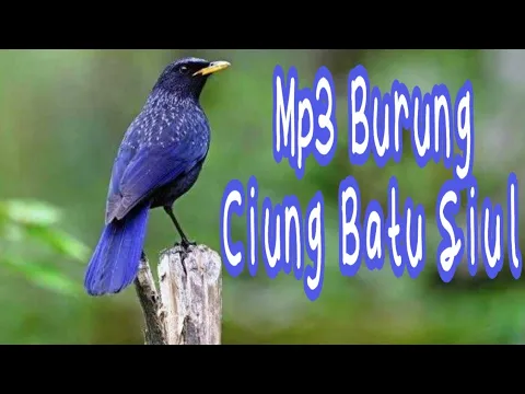 Download MP3 Suara burung ciung batu siul