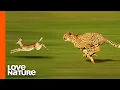 Cheetah High Speed Gazelle Hunt