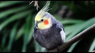 تغريد كروان النمر الوردي 46 دقيقه 