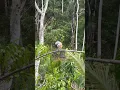 Download Lagu pikat burung cendet #burung #shorts