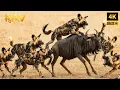 Download Lagu The Silence Ended In Blood. Was The Hunt Truly Over Or Just Beginning? | Wild Animal Documentary
