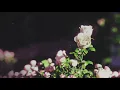 Download Lagu Before You Exit - Looking Glass (Official Audio)