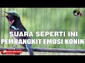 SUARA KONIN SEPERTI INI YANG BIKIN EMOSI KONIN LAIN !! MASTERAN PANCINGAN KOLIBRI NINJA