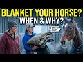 Do Horses Need Blankets Complete Guide to Winter Horse Care Blanketing