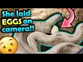 Download Lagu Our Hognose Laid Eggs RIght in Front of Us!