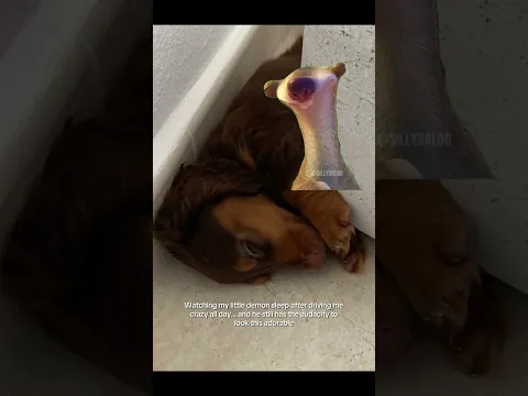 🥹 #dachshundaddict #dailydoseofcute #cutepet