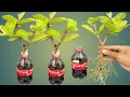 Download Lagu SYNTHESIS OF 3 SUPER SPECIAL TECHNIQUES to propagate guava trees with coca~cola and bananas, supe
