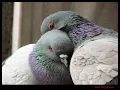Vedat Sakman - Boş Kağıt