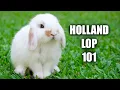 Holland Lop Behavior The Truth About Holland Lop Rabbits