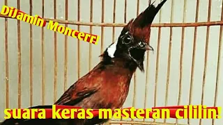 suara pikat cililin betina ngotottt 