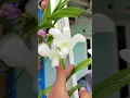 Lagu witte orchidee, vergelijkbaar maar anders