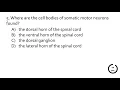 Quiz on the 2-minute lecture of the spinal cord