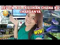 Download Lagu HARGA+REVIEW LENGKAP KOLEKSI IKAN CHANA KU//Berapa sih harganya?- Yunika Ajeng