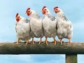 Download Lagu Chicken Ringtone