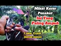 Download Lagu Cara Paling Ampuh Mikat Kacer Yang Sering Dipikat Susah Turun Dan Nggak Mau Nyambar Pikat