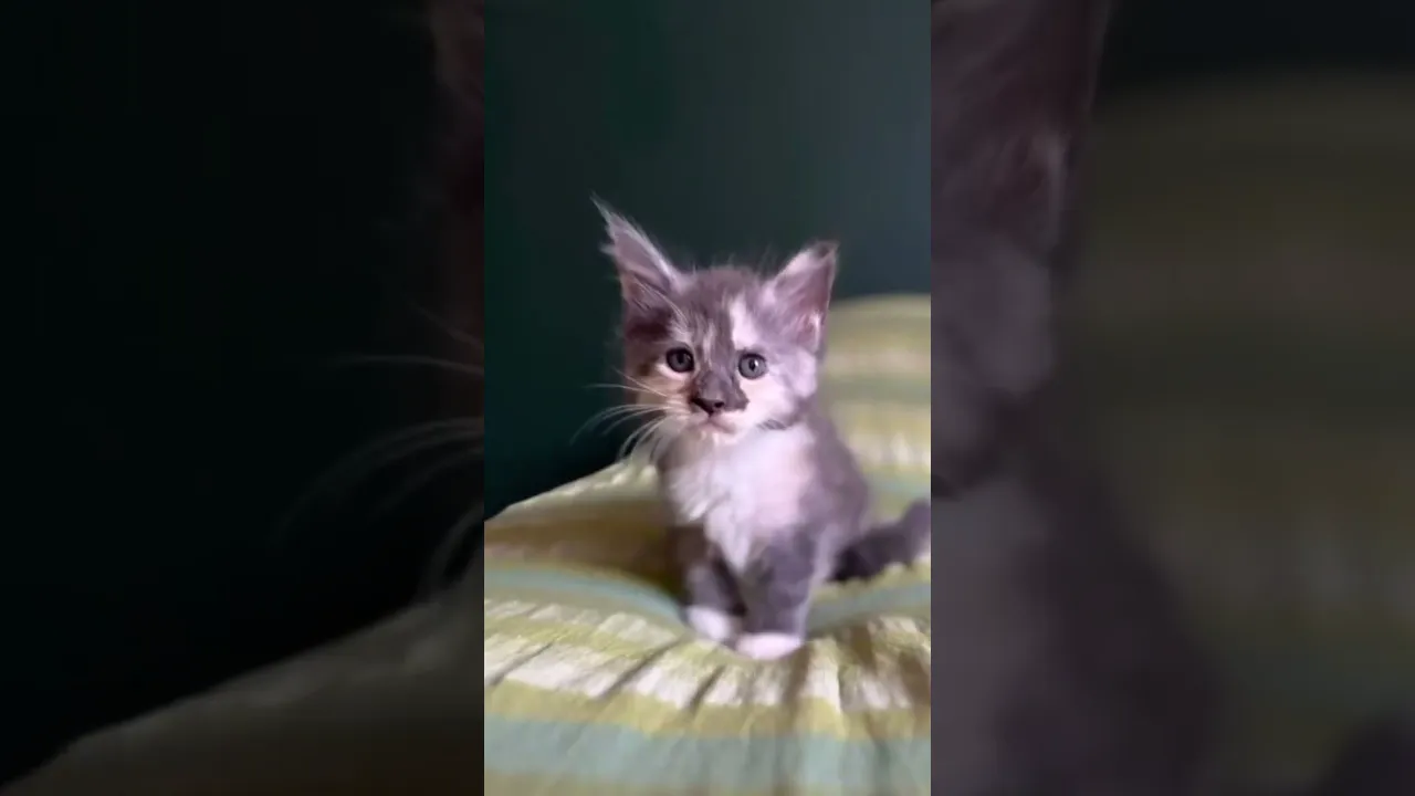 動画