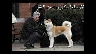 موسيقى حزينة جدا قصة وفاء كلب Sad Music YouTube  موسيقى حزينة جدا قصة وفاء كلب Sad Music YouTube