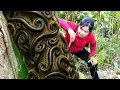 Download Lagu Harvesting 500+ Kg Forest Black Millipede To Sell At Market, Harvest Corn For Chicken \u0026 Duck