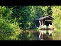 Download Lagu 2 HARI 2 MALAM DI HUTAN RAWA, BERBURU IKAN DI PERANGKAP AIR DALAM DAN BAUNG MONSTER DI DANAU LUAS..