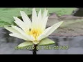 Download Lagu DAIMOKU CHANTING - NAM MYOHO RENGE KYO (12 MIN) LOTUS SUTRA