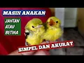 Download Lagu cara membedakan sirtu cipow jantan dan betina anakan