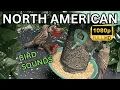 Download Lagu suara burung pipit, menonton, bersantai dengan burung pipit dan burung pipit yang sedang berpesta memakan biji-bijian