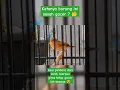 Download Lagu Burung Cici Padi Kepala Merah. Si Kecil Eksotis Yang Katanya Susah Gacor 🤔