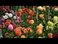 Download Lagu The one pesky insect that can wreak havoc on your dahlias - New Day NW