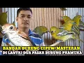 BANDAR BURUNG CIPEW DAN MASTERAN DI PRAMUKA KIOS NASIKIN!!HARGA BURUNG TERBARU HARI INI 
