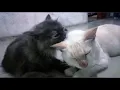 Download Lagu kasih sayang ibu sepanjang masa🥰🥰🥰