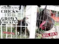 HOW TO INTEGRATE CHICKS WITH OLDER HENS Introducing Baby Chickens To Grown Flock Prevent Drama