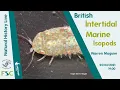 British Intertidal Marine Isopods