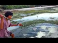 Download Lagu Nekat terobos markas ikan pari😱 ikan yang sangat berbahaya, Hunting Stingray fish