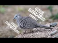 Download Lagu Suara Perkutut Mp3 -  Download Suara Burung Perkutut Bangkok Asli Majapahit Lokal Durasi Panjang!