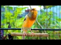 Download Lagu Dagelijkse Canary Singing Boost - 1 uur Natural Sound Loop