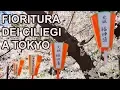 Download Lagu LA FIORITURA DEI CILIEGI  A TOKYO - HANAMI 2019