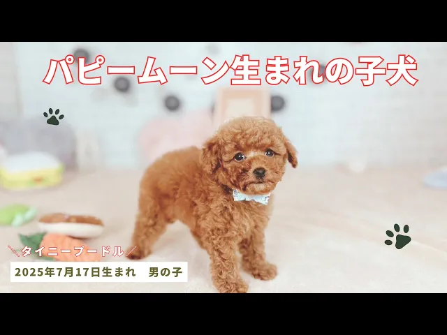 動画