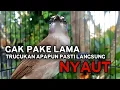 Download Lagu Suara Trucukan GACOR TARUNG Pancingan Trucukan Agar Bunyi Jadikan Burung Trucuk Gacor Nyaut