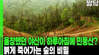 1mm 재선충과 하늘소의 은밀한 공생... 붉게 물들어 죽어가는 숲의 비밀 | KBS 취재파일 K 20160612 방송