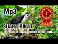 Download Lagu SUARA PIKAT RUAK RUAK ✓ PILIHAN TERBAIK✓ SUDAH DI UJI COBA ✓