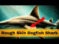 The Rough Skin Dogfish Shark A Deep Dive Into a Fascinating Predator